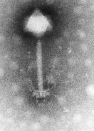 Image of a phage under electron microscope