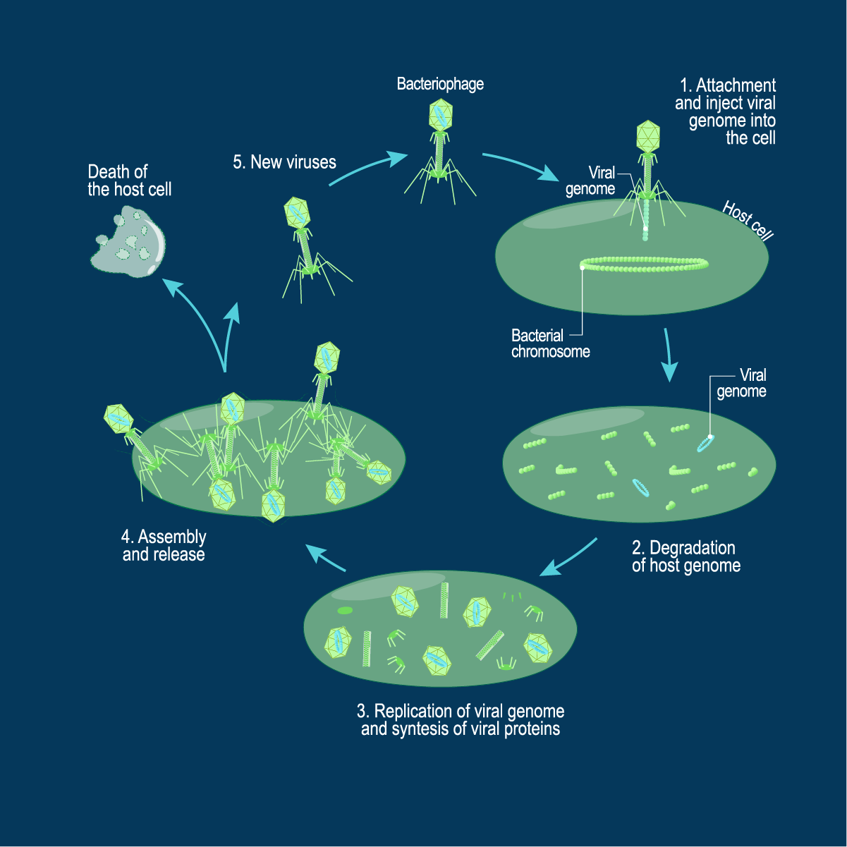 Different stages of lytic cycle
