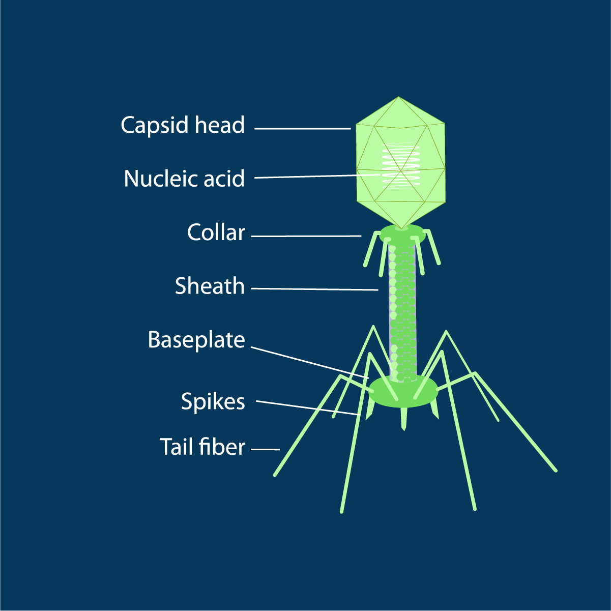 Bacteriophage Structure